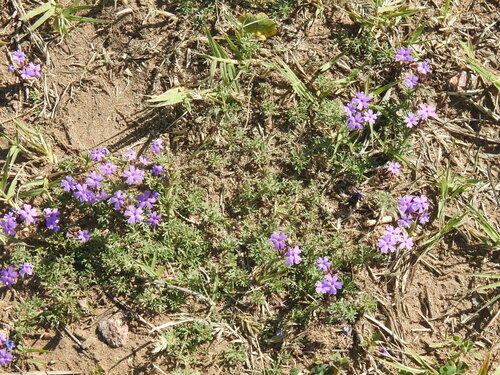 Image of Glandularia tenera by no rights reserved
