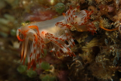 Sakuraeolis nungunoides