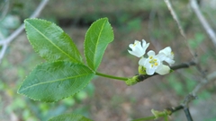 Staphylea pringlei