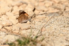 Diaethria pandama