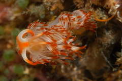 Sakuraeolis nungunoides