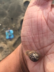 Paratectonatica tigrina