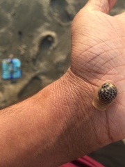 Paratectonatica tigrina