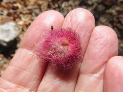 Cynips quercusnubila