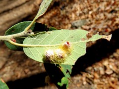 Cynips quercusnubila