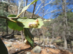 Cynips quercusnubila