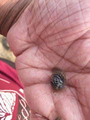 Paratectonatica tigrina