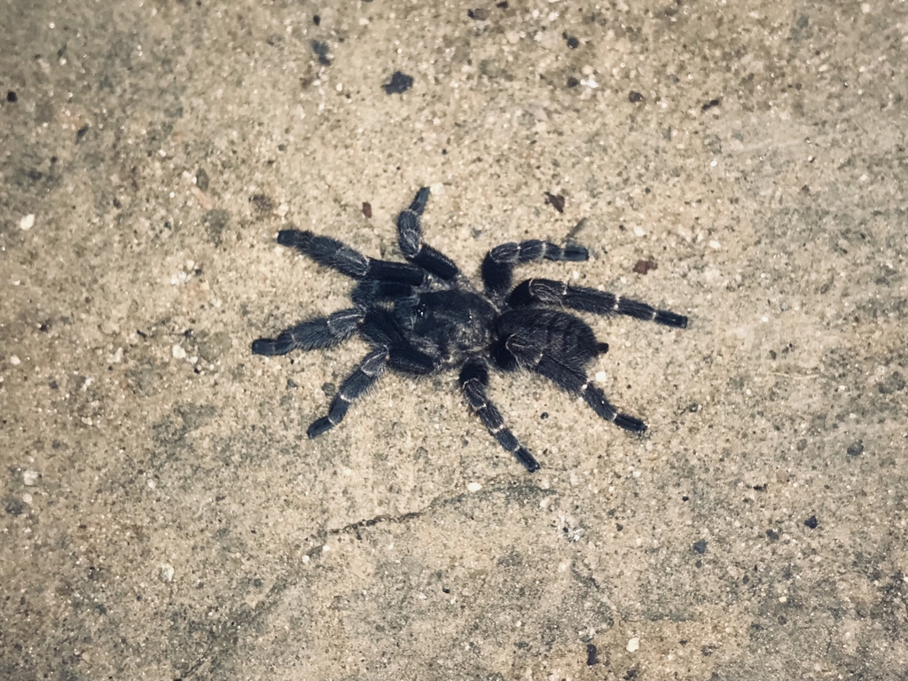Chilobrachys hardwickei