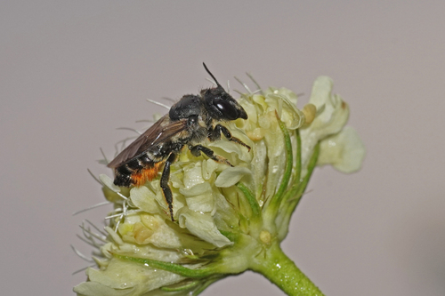 Brown-footed Leafcutter Bee