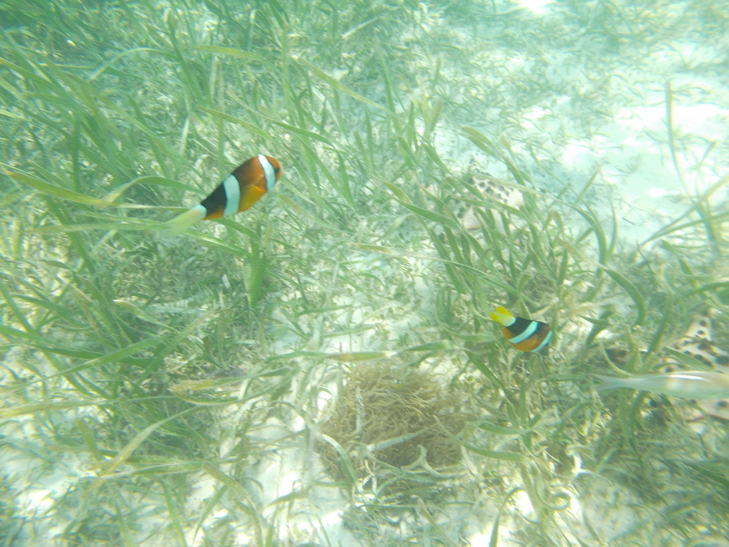 Clark's Anemonefish