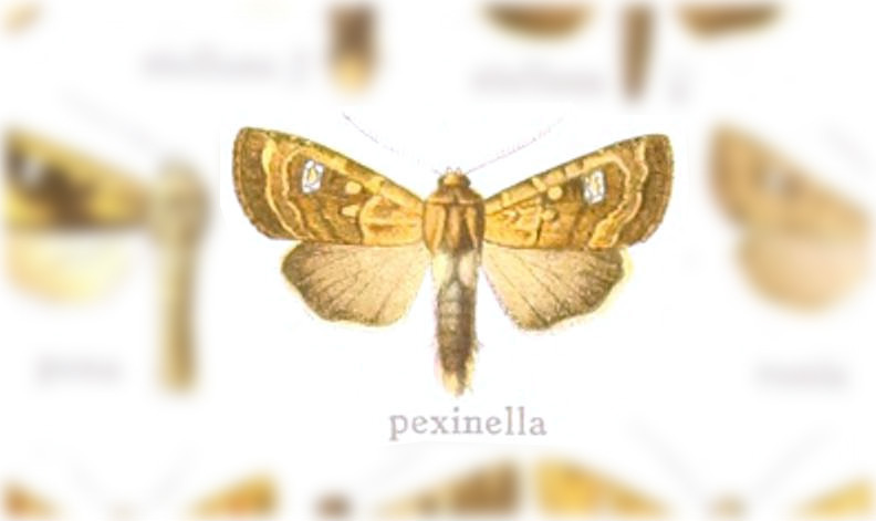 Hydroeciodes pexinella