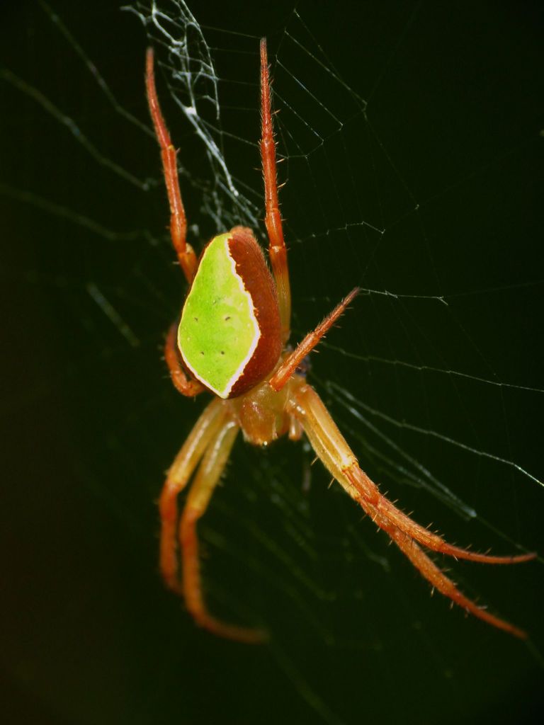 Green Orbweb Spider