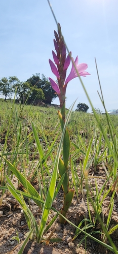 Image of Watsonia pulchra by (c) Suvarna Parbhoo Mohan, some rights reserved (CC BY-SA)