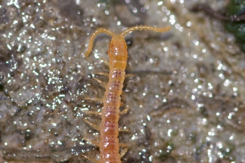 Common Schendyla
