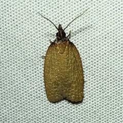 Sparganothis distincta