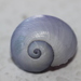 photo of Violet Sea Snail (Janthina janthina)