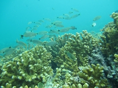 Haemulon maculicauda