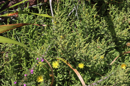 Image of Heathleaf Capegorse by (c) Tony Rebelo, some rights reserved (CC BY-SA)
