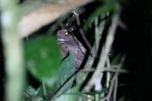 Ocellated Poorwill (Nyctiphrynus ocellatus), photo 4