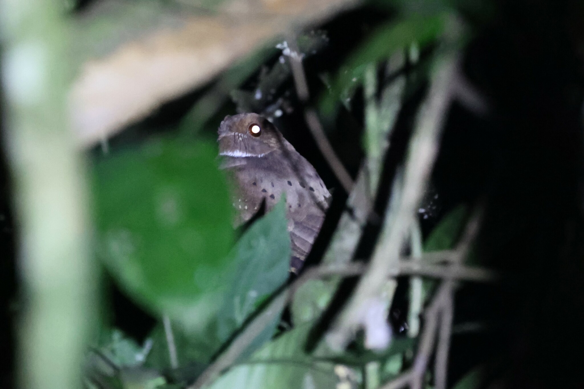 Ocellated Poorwill (Nyctiphrynus ocellatus), photo 10