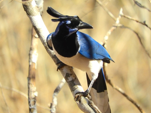 Black-throated Magpie-Jay (Cyanocorax colliei), photo 10