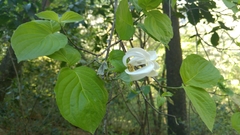 Cornus florida urbiniana