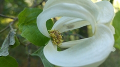 Cornus florida urbiniana