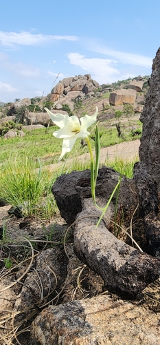 Image of honey flower by (c) Suvarna Parbhoo Mohan, some rights reserved (CC BY-SA)