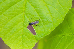 Bibio articulatus