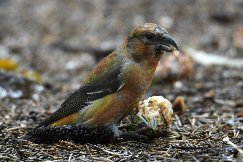 Crossbills