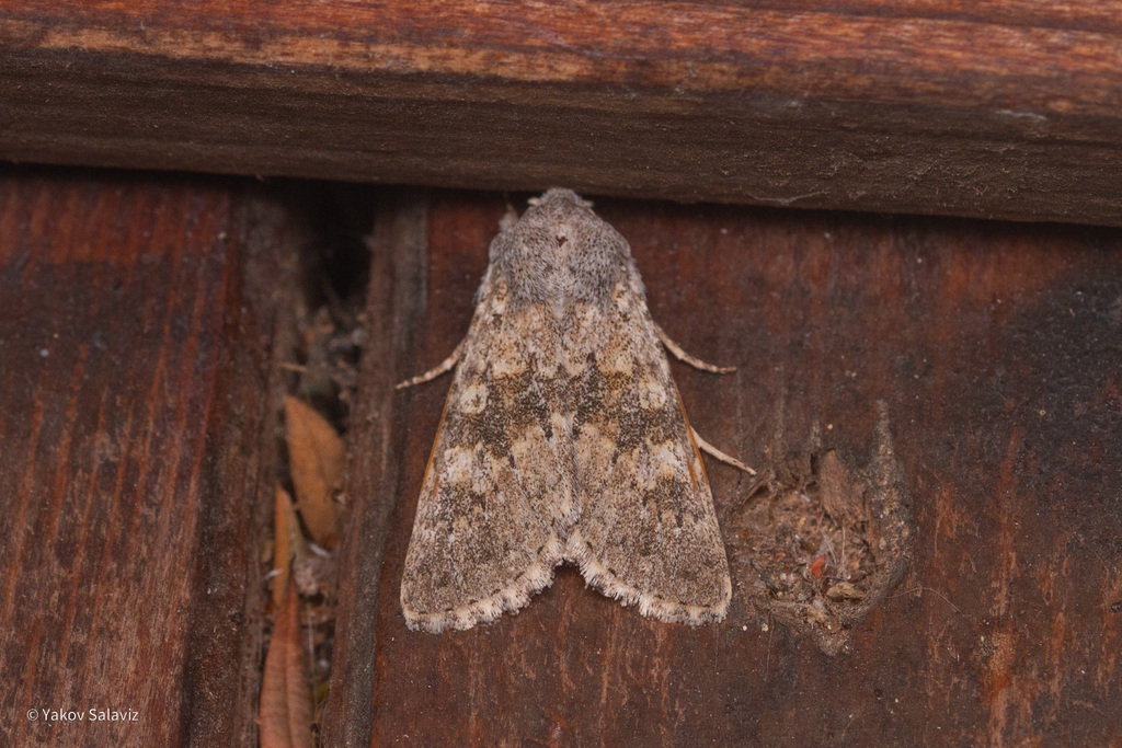 Polymixis ancepsoides