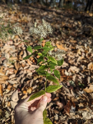 Image of Eupatorium godfreyanum by (c) Alaina Krakowiak, some rights reserved (CC BY)