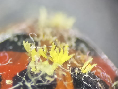 Hesperomyces harmoniae