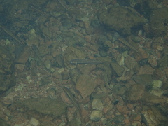 Phoxinus septimaniae