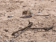 Dipodomys ordii