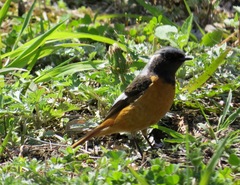 Phoenicurus auroreus