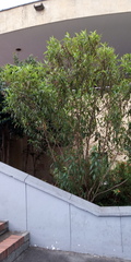 Baccharis latifolia