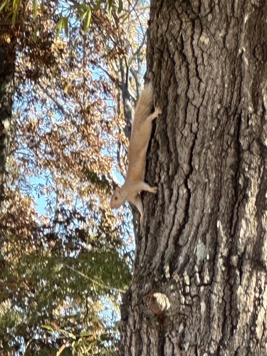 Eastern Gray Squirrel photographed in Tennessee