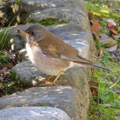 Pale Thrush photo 4