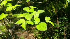 Cornus florida urbiniana