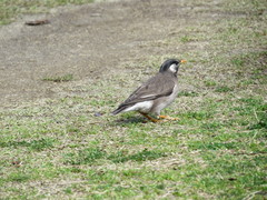 Spodiopsar cineraceus