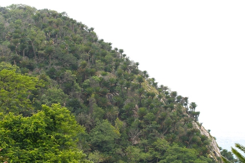 Modjadji Cycad (Encephalartos transvenosus)