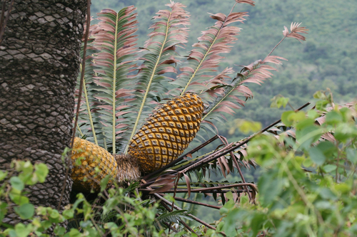 Encephalartos transvenosus, photograph 3
