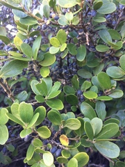 Melicytus orarius