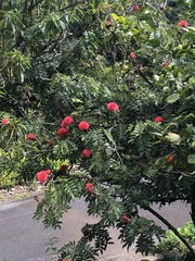 Calliandra haematocephala