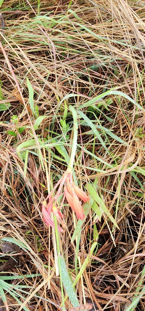 Cyrtanthus bicolor, Nkhaba, SZ-HH, SZ