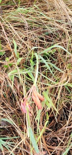 Cyrtanthus bicolor