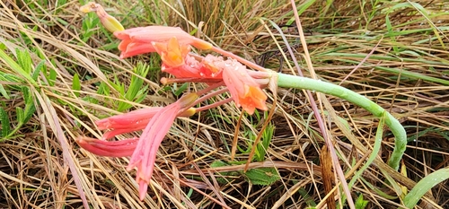 Cyrtanthus bicolor