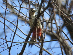 Dendrocopos major