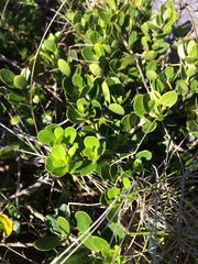 Melicytus orarius